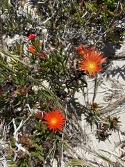 Lampranthus fergusoniae