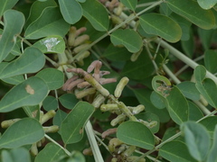Indigofera coerulea