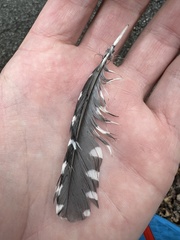 Melanerpes carolinus