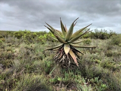 Aloe ferox