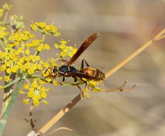 Polistes buyssoni