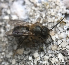 Osmia