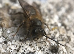 Osmia