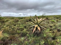 Aloe ferox