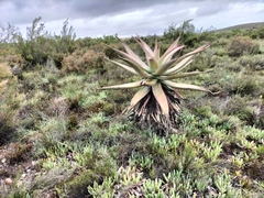 Aloe ferox