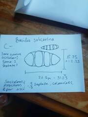 Bacidia subcerina