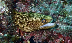 Gymnothorax miliaris