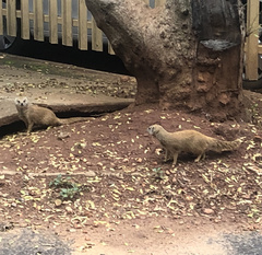 Cynictis penicillata