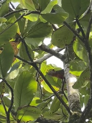 Sciurus variegatoides