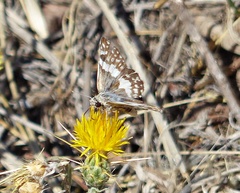 Heliopetes domicella
