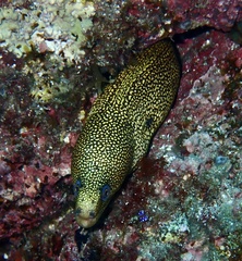 Gymnothorax miliaris