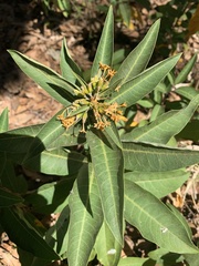 Cestrum aurantiacum
