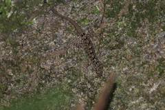 Gekko monarchus