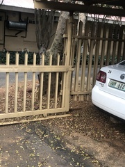 Cynictis penicillata