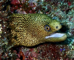 Gymnothorax miliaris