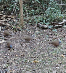 Starnoenas cyanocephala