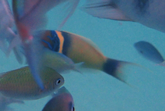 Thalassoma hebraicum