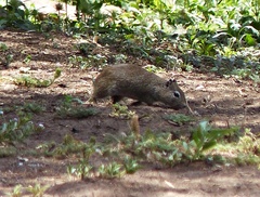 Galea leucoblephara
