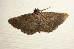 Rhoptria asperaria