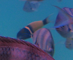 Thalassoma hebraicum