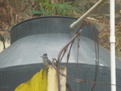 Thamnophilus doliatus image