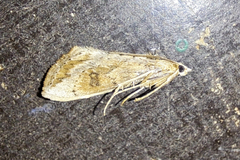 Evergestis isatidalis