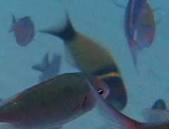 Thalassoma hebraicum