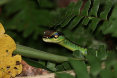 Dendrelaphis formosus