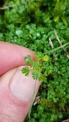 Alchemilla arvensis