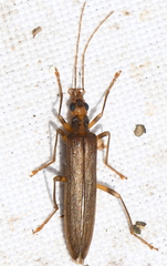 Nacerdes carniolica