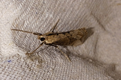 Evergestis isatidalis