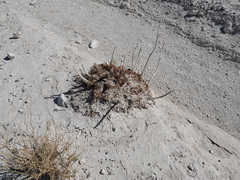 Arctomecon californica