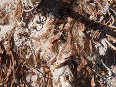 Arctomecon californica