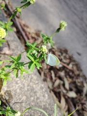 Eurema elathea