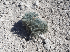 Arctomecon californica