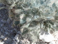 Arctomecon californica