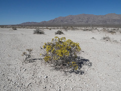 Eriogonum corymbosum nilesii
