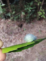 Dalceridae