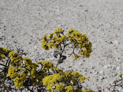 Eriogonum corymbosum nilesii