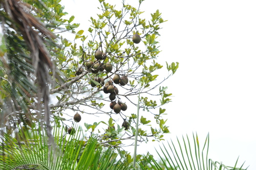 Eriotheca macrophylla observed 2023-02-16