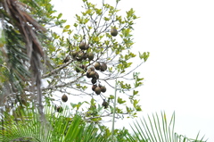 Eriotheca macrophylla