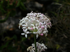 Asperula pubescens