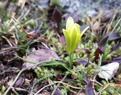 Gagea bohemica