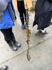 Lysimachia nummularia