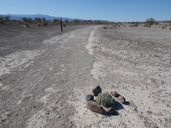 Arctomecon californica