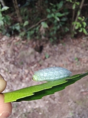 Dalceridae