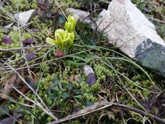 Gagea bohemica