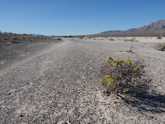 Eriogonum corymbosum nilesii