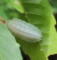 Dalceridae