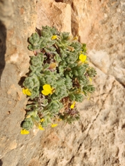 Ajuga chamaepitys